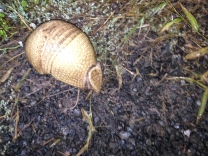 Armadillo in the Chaco