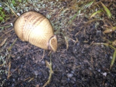 Armadillo in the Chaco